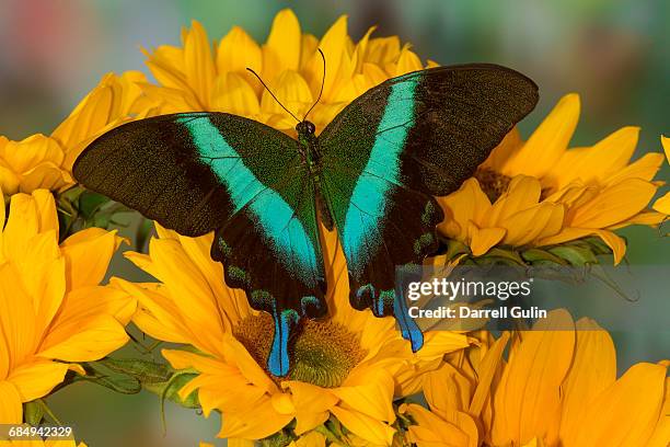 asian swallowtail butterfly papilio blumei - papilio palinurus stock pictures, royalty-free photos & images