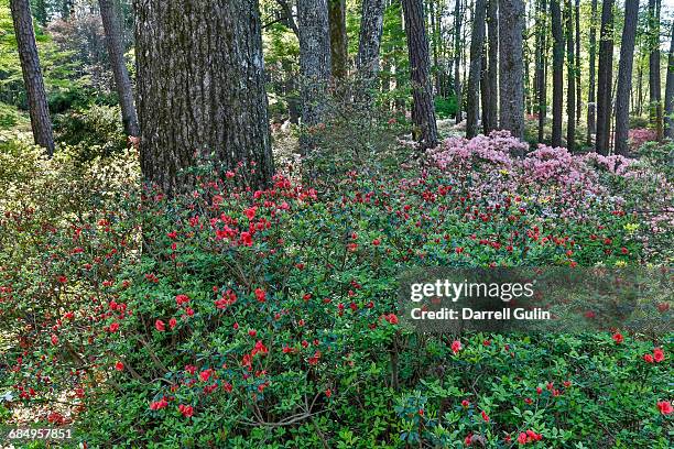 springtime azeleas in bloom and hardwood forest - callaway gardens stock pictures, royalty-free photos & images