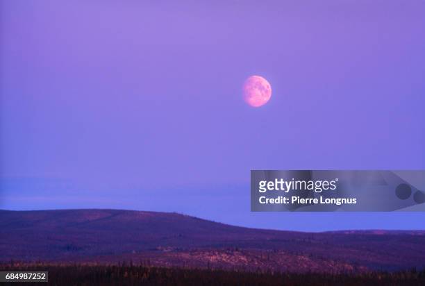 big moon over the boreal forest of the yukon territory at dusk - canada - pink moon stock-fotos und bilder