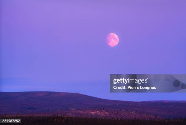 big moon over the boreal forest of the yukon territory at dusk - canada - pink moon stock pictures, royalty-free photos & images