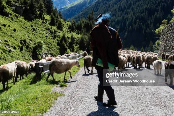 shepherd herding sheep in street - transylvania stock pictures, royalty-free photos & images