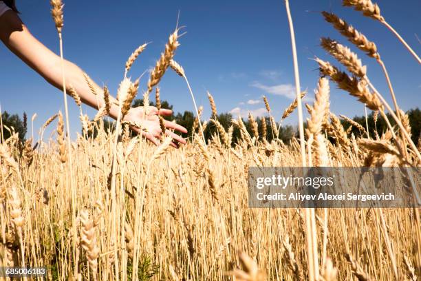 arm of caucasian woman behind tall wheat grass - wheatgrass stock pictures, royalty-free photos & images