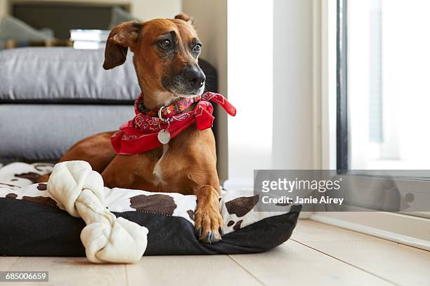 dog in dog bed with bone looking away - dierenmand stockfoto's en -beelden
