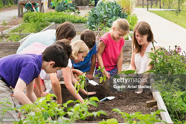 teacher and students gardening in raised bed - giardino pubblico orto foto e immagini stock