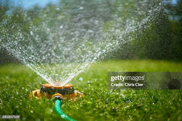 surface level view of backyard sprinkler spraying - sprinkler stock pictures, royalty-free photos & images