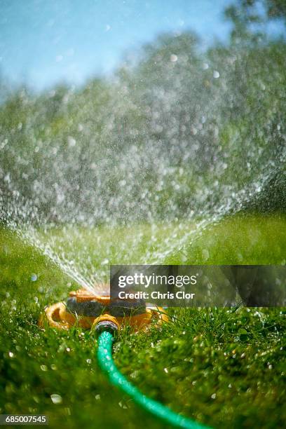 surface level view of backyard sprinkler spraying - sprinkler stock pictures, royalty-free photos & images