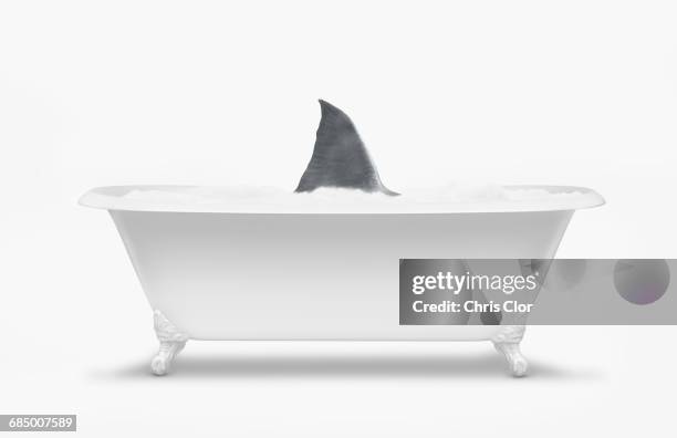 fin of shark swimming in bathtub - shark fin stock pictures, royalty-free photos & images