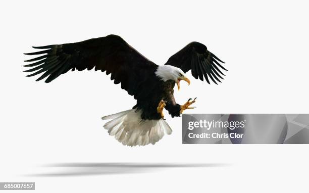 studio shot of fierce eagle flying - accipitridae stock pictures, royalty-free photos & images