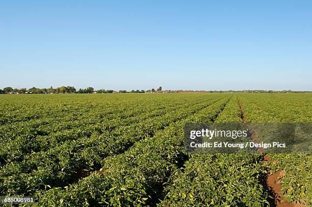 agriculture - field of healthy processing tomatoes in mid summer / near crows landing, san joaquin valley, california, usa. - san joaquin valley stockfoto's en -beelden