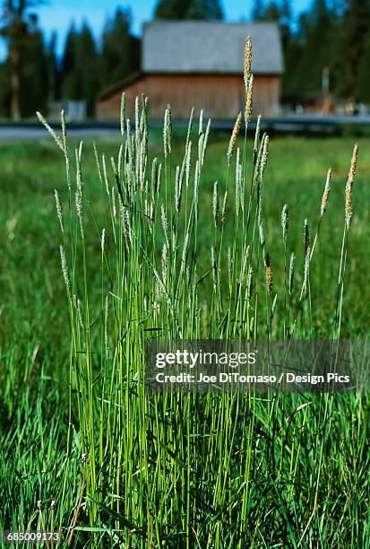 agriculture - weeds, meadow foxtail (alopecurus pratensis), mature plants in a pasture / california, usa. - alopecurus stock pictures, royalty-free photos & images