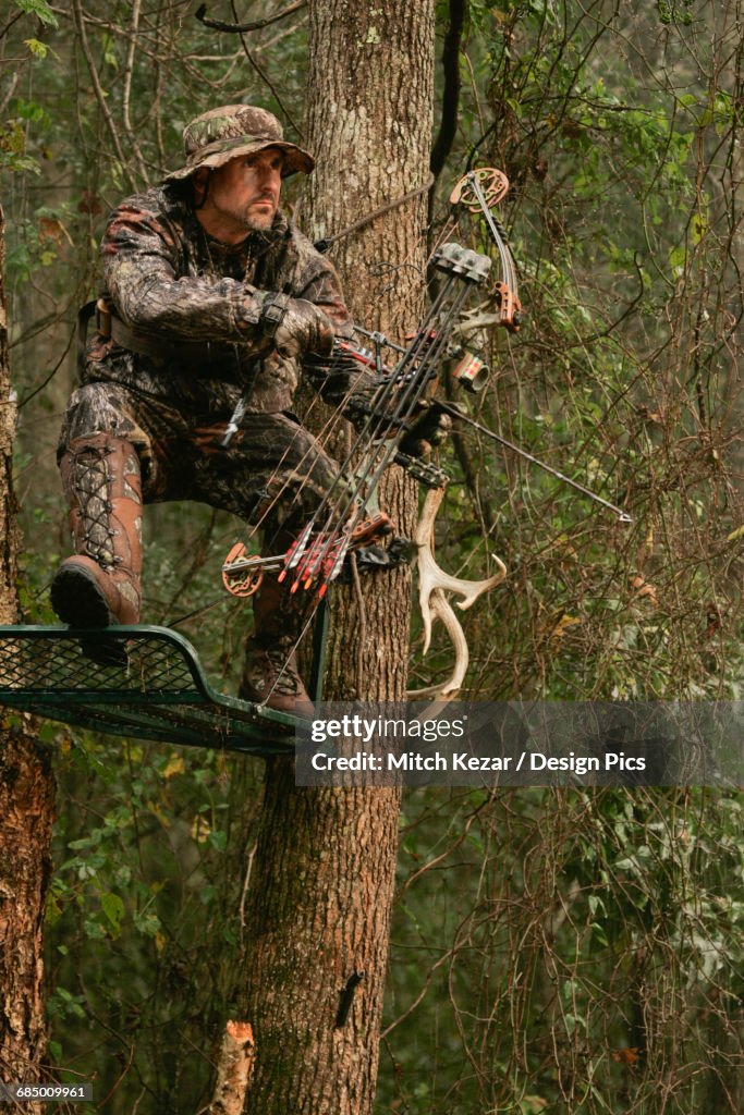 Hunter bow hunting whitetail deer in Treestand