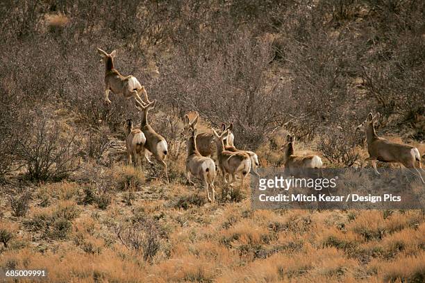 mule deer herd - ciervo mulo fotografías e imágenes de stock