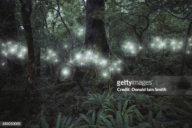 glowing spheres hovering in forest - fee stockfoto's en -beelden