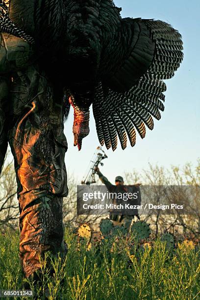 turkey hunter carrying dead turkey while turkey hunting - turkey hunting fotografías e imágenes de stock