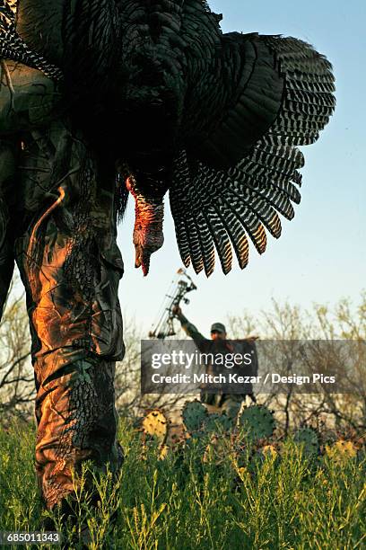 turkey hunter carrying dead turkey while turkey hunting - turkey hunting 個照片及圖片檔