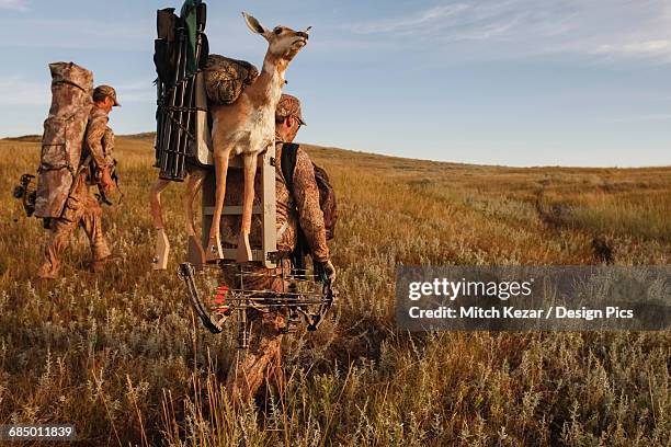 antelope hunt with decoys - bow hunting stock pictures, royalty-free photos & images