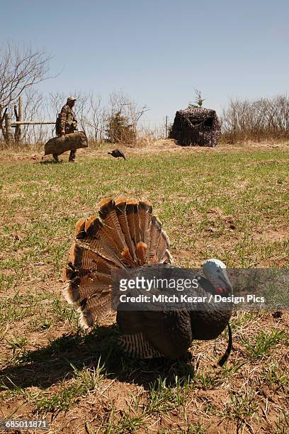 turkey in foreground and turkey hunters in background - turkey hunting 個照片及圖片檔