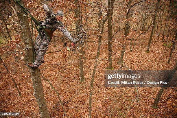 hunter in tree saddle drawing compound bow - bow hunting stock pictures, royalty-free photos & images