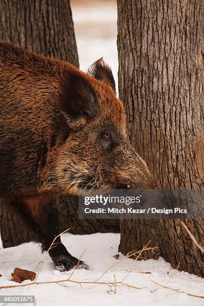 Feral Razorback 627 Razorback Animal Stock Photos, High-Res Pictures, and Images ...