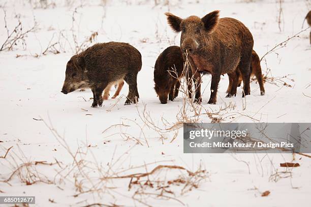 Feral Razorback 627 Razorback Animal Stock Photos, High-Res Pictures, and Images ...