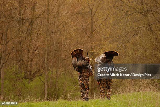 two turkey hunters walking and carrying dead turkeys - turkey hunting 個照片及圖片檔