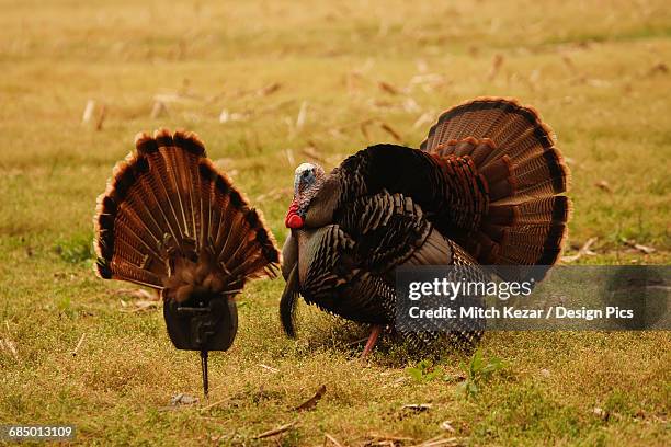 Two Turkeys Arguing 309 Turkeys Fighting Stock Photos, High-Res Pictures, and Images ...