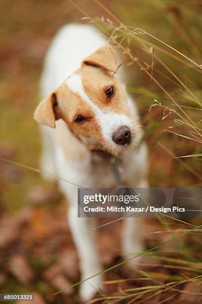 jack russell terrier with cocked head - tête penchée photos et images de collection