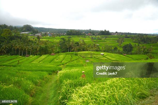 bali rice terraces - jayk7 bali stock pictures, royalty-free photos & images