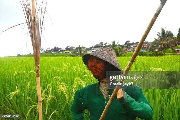 bali paddy fields - jayk7 bali photos et images de collection