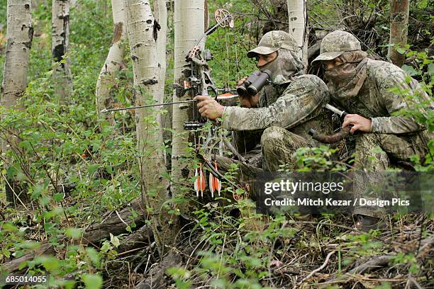 elk bowhunters - bow hunting stock pictures, royalty-free photos & images