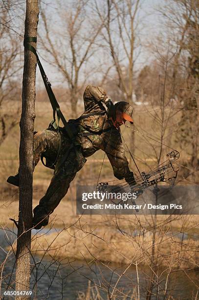 bowhunter hangs from tree saddle while deer hunting - bow hunting stock pictures, royalty-free photos & images