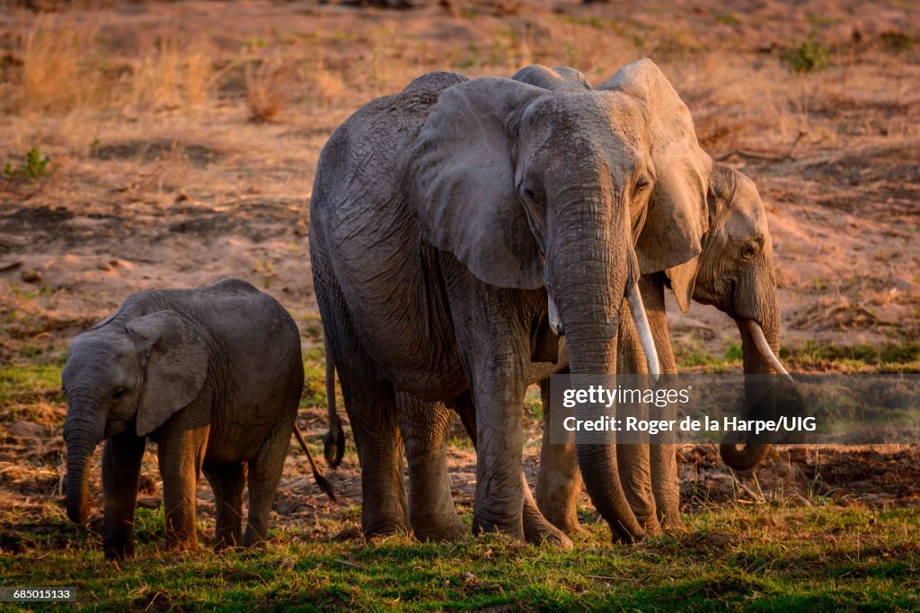 African bush elephant herd in river bed, Ruaha National Park, Tanzania