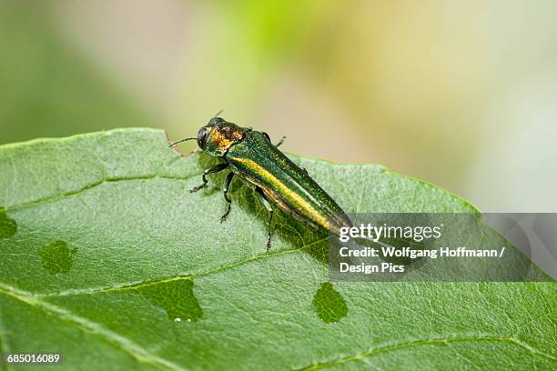 emerald ash borer (agrilus planipennis), feeding on ash leaves in tree top - emerald ash borer photos et images de collection