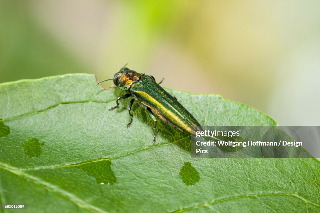 Emerald Ash Borer (Agrilus planipennis), feeding on ash leaves in tree top