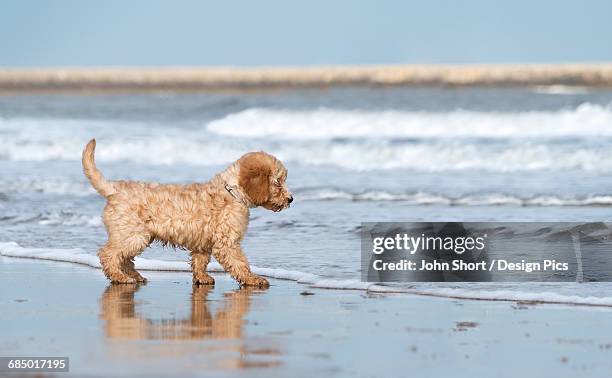 a dog stands on the beach at the edge of the surf - cockapoo 個照片及圖片檔