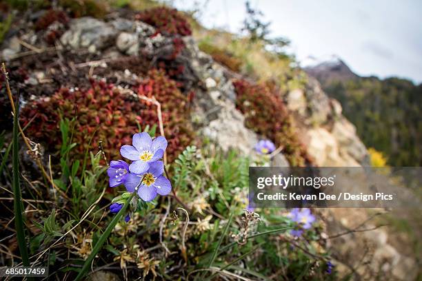 alaskas state flower along the mchugh trail, south of anchorage - myosotis arvensis stock pictures, royalty-free photos & images