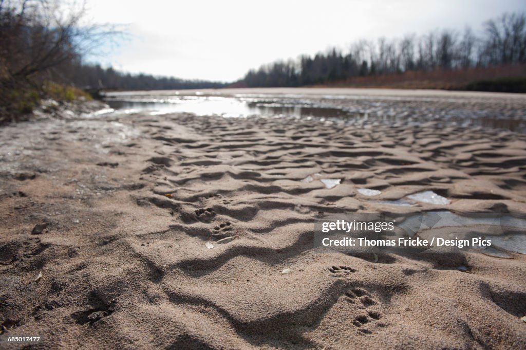 A sandy waters edge with animal foot prints