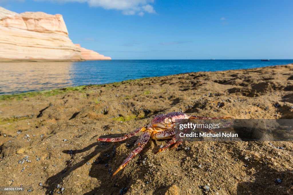 Sally lightfoot crab (Grapsus grapsus), moulted exoskeleton at Punta Colorado, Baja California Sur, Mexico, North America