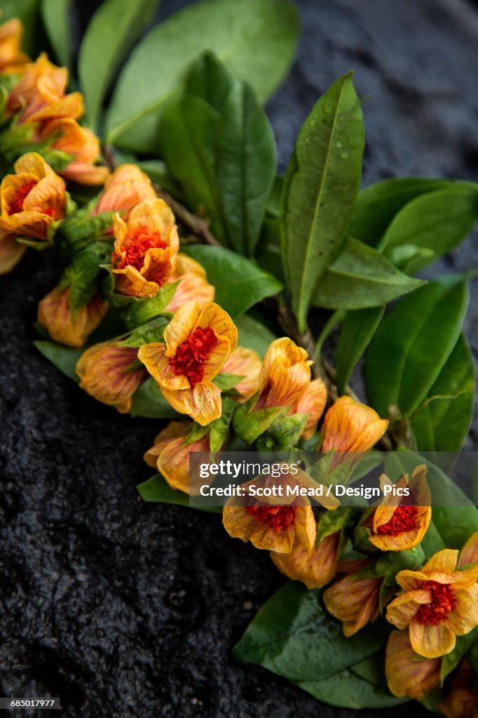 Close up of a lei with orange and red flowers
