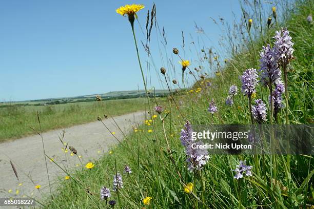 common spotted orchids (dactylorhiza fuchsii) and rough hawkbit (leontodon hispidus) on the verge of track, marlborough downs, wiltshire, england, united kingdom, europe - leontodon stock pictures, royalty-free photos & images