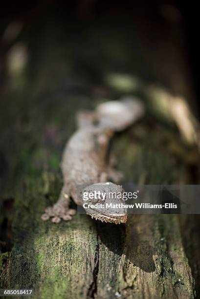 leaf-tailed gecko (baweng satanic leaf gecko) (uroplatus phantasticus), endemic to madagascar, africa - uroplatus phantasticus stock pictures, royalty-free photos & images