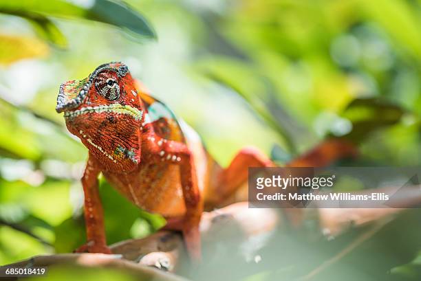 red panther chameleon (furcifer pardalis), endemic to madagascar, africa - east african chameleon stock-fotos und bilder