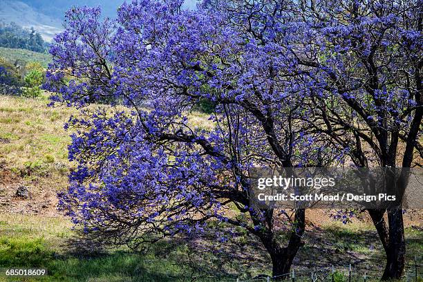 a jacaranda tree full of purple blossoms - makawao-maui stock pictures, royalty-free photos & images