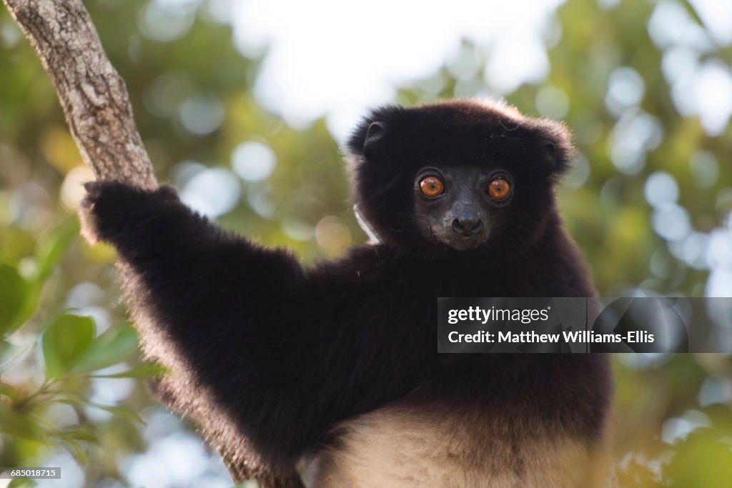 Milne-Edwards sifaka (Propithecus Edwardsi), Ranomafana National Park, Madagascar Central Highlands, Madagascar, Africa