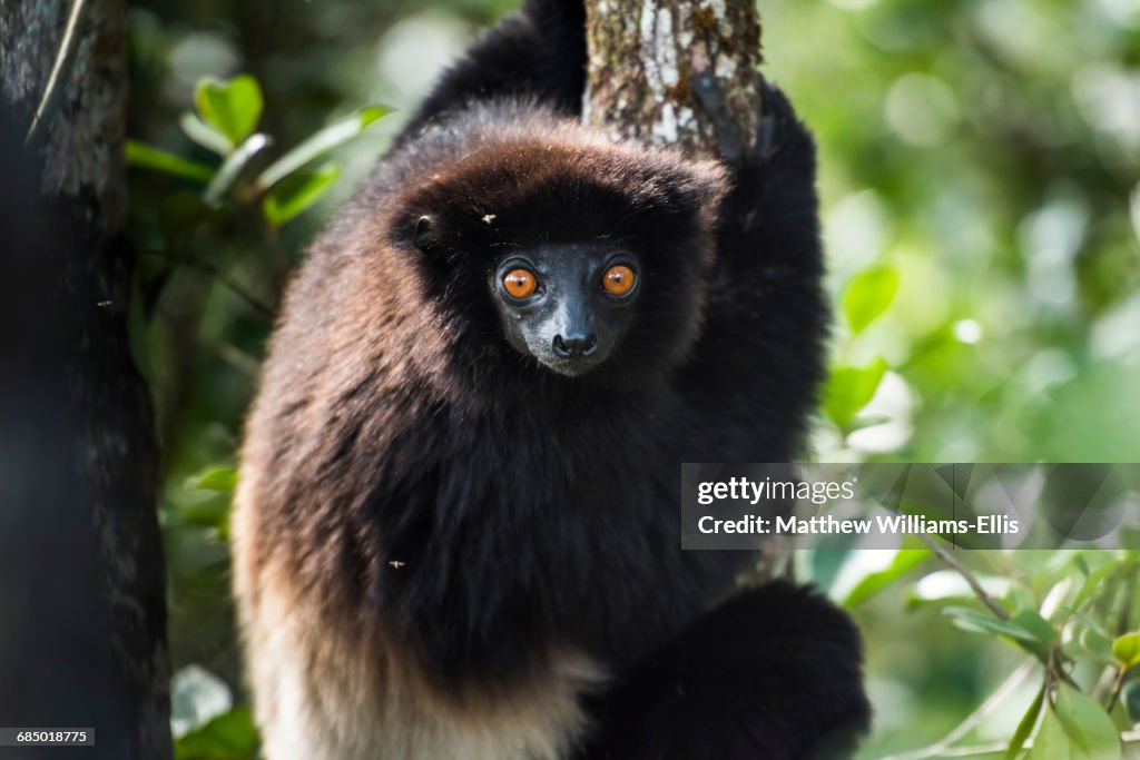 Milne-Edwards sifaka (Propithecus Edwardsi), Ranomafana National Park, Madagascar Central Highlands, Madagascar, Africa