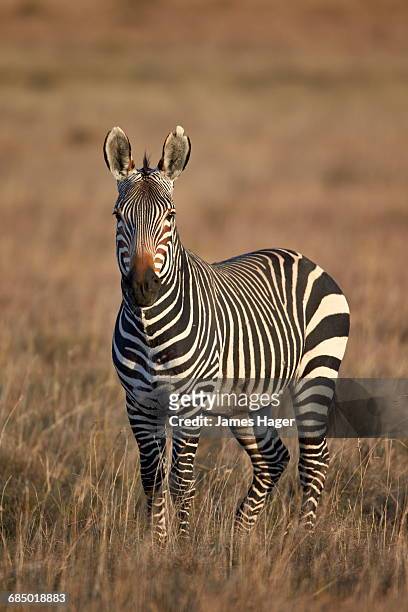 cape mountain zebra (equus zebra zebra) stallion, mountain zebra national park, south africa, africa - mountain zebra national park stock-fotos und bilder