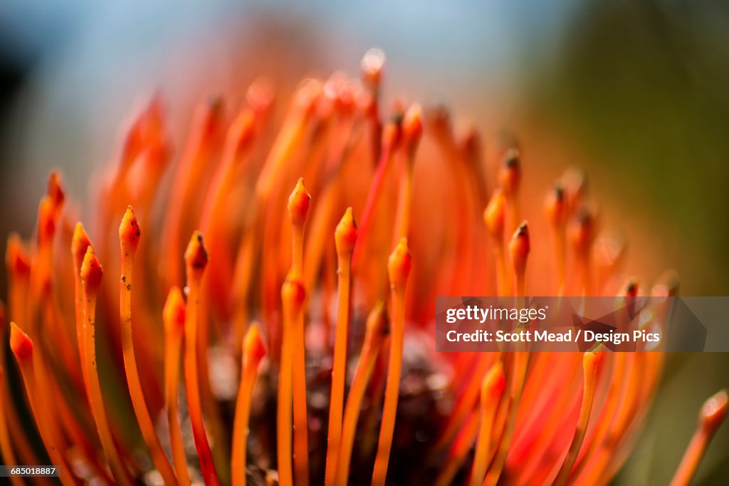 Pincushion tropical flower