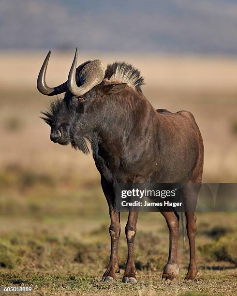 black wildebeest (white-tailed gnu) (connochaetes gnou), mountain zebra national park, south africa, africa - mountain zebra national park stock-fotos und bilder