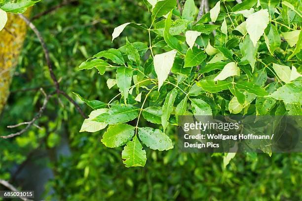 leaves of an ash tree affected by the emerald ash borer (agrilus planipennis) - emerald ash borer photos et images de collection