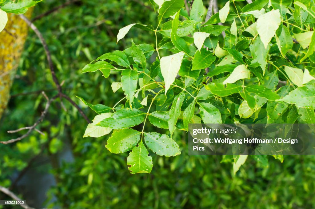 Leaves of an Ash tree affected by the Emerald Ash Borer (Agrilus planipennis)